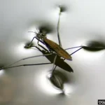 small insect walking on water